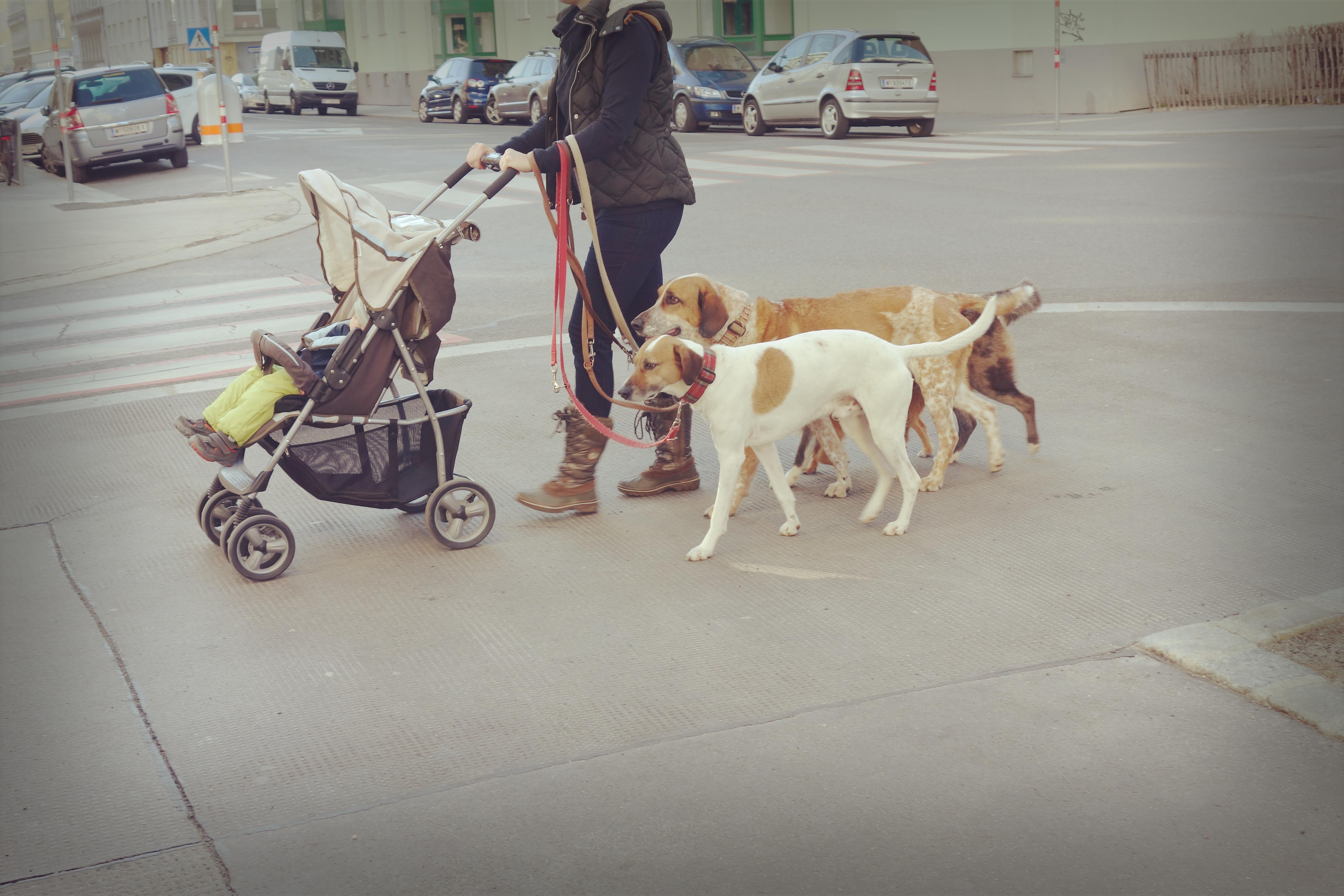 Kinderwagen und Hund Kind und Hund